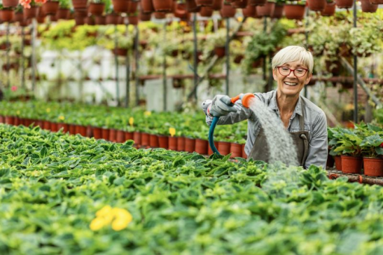 Personne arrosant une grande surface de plantes vertes dans une serre, entourée de rangées de pots de fleurs suspendus au plafond.